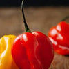 Heirloom Organic Red Scotch Bonnet Seeds (Aka Bonney Peppers, Caribbean Red Peppers)