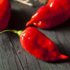 Heirloom Organic Red Scotch Bonnet Seeds (Aka Bonney Peppers, Caribbean Red Peppers)