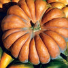RARE Heirloom Organic Cinderella Pumpkin Seeds (Musquee De Provence Pumpkin, Fairytale pumpkin)