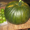 VERY RARE Heirloom Organic Giant Show Winner Pumpkin Seeds