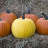 VERY RARE Heirloom Organic Giant Show Winner Pumpkin Seeds