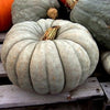 RARE Organic Heirloom Jarrahdale Pumpkin Seeds