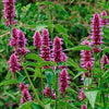 Heirloom Organic Korean Mint Seeds (Butterfly and Bee Attracting)