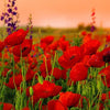Heirloom Red Corn Seeds (aka RemembraPoppy nce Poppy, Flander's poppy, Field Poppy)