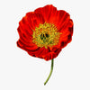Heirloom Red Corn Seeds (aka RemembraPoppy nce Poppy, Flander's poppy, Field Poppy)