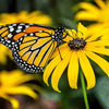 Heirloom Organic Black-eyed Susans Flower Seeds