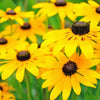 Heirloom Organic Black-eyed Susans Flower Seeds