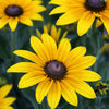 Heirloom Organic Black-eyed Susans Flower Seeds