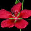 Heirloom Organic Texas Star Hibiscus Seeds (Aka Scarlet Rose Mallow, Swamp Hibiscus, Brilliant Hibiscus, Scarlet Hibiscus)