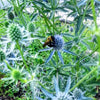Heirloom Organic Blue Sea Holly Flower