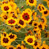 Heirloom Organic Plains Coreopsis Seeds (AKA Coreopsis Tinctoria, Plains Coreopsis, Garden Coreopsis, Golden Tickseed, Calliopsis)