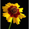 Heirloom Organic Plains Coreopsis Seeds (AKA Coreopsis Tinctoria, Plains Coreopsis, Garden Coreopsis, Golden Tickseed, Calliopsis)