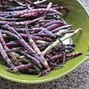 Organic Heirloom Purple Coronet Southern Pea (Cowpea) Seeds