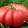 Heirloom Organic Pink Tiffen Mennonite Tomato Seeds