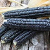 RARE  (NATIVE AMERICAN) Heirloom Organic Black Aztec Corn Seeds (Black Mexican Corn) Seeds