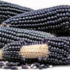 RARE  (NATIVE AMERICAN) Heirloom Organic Black Aztec Corn Seeds (Black Mexican Corn) Seeds