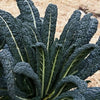 Heirloom Organic Black Magic Lacinato Kale Seeds