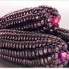 RARE Heirloom Organic Peruvian purple Corn Seeds (Maiz Morado or Incan Ceremonial Maiz)