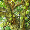 RARE Organic Heirloom Calabash Fruit Tree Seeds