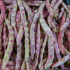 Organic Heirloom Red Cargamanto Bean Seeds