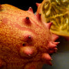 Organic Heirloom Horned Melon Seeds (Cucumis metuliferus, Kiwano, Jelly Melon, African Horned Cucumber.) Seeds Rare