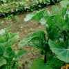 ENDANGERED!!!!! Heirloom Organic Pilgrim's Kale Seed !!!ENDANGERED PLANT species super rare!