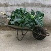 ENDANGERED!!!!! Heirloom Organic Pilgrim's Kale Seed !!!ENDANGERED PLANT species super rare!
