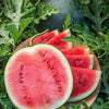 Organic Heirloom Blacktail Mountain Watermelon Seeds