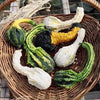 Heirloom Organic Autumn Wings Gourd Seeds