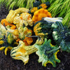 Heirloom Organic Autumn Wings Gourd Seeds