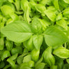 Heirloom Organic Lemon Basil Seeds