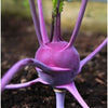 Heirloom Organic Azur Star Kohlrabi Seeds