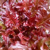 Heirloom Organic 8 Lettuce Salad Bowl Seeds