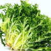 Heirloom Organic Green Curled Ruffec Endive Seeds Aka Chicory seeds