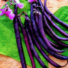 Organic Heirloom Purple Coronet Southern Pea (Cowpea) Seeds