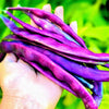 Heirloom Organic Royalty Purple Pod Garden Bean Seeds