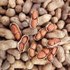Heirloom Organic Raw Spanish Peanut Seeds