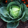 Heirloom Organic Danish Ballhead Cabbage Seeds