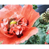Heirloom Red Corn Seeds (aka RemembraPoppy nce Poppy, Flander's poppy, Field Poppy)