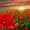 Heirloom Red Corn Seeds (aka RemembraPoppy nce Poppy, Flander's poppy, Field Poppy)