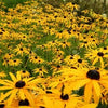 Heirloom Organic Black-eyed Susans Flower Seeds