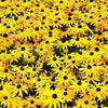 Heirloom Organic Black-eyed Susans Flower Seeds