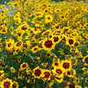 Heirloom Organic Plains Coreopsis Seeds (AKA Coreopsis Tinctoria, Plains Coreopsis, Garden Coreopsis, Golden Tickseed, Calliopsis)