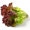 Heirloom Organic New Red Fire Lettuce Seeds