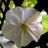 Heirloom Organic MoonFlower Vine Seeds