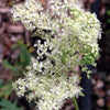 20 QUEEN of the MEADOW Filipendula Ulmaria Meadowsweet Native Prairie Fragrant White Flower Seeds