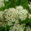 20 QUEEN of the MEADOW Filipendula Ulmaria Meadowsweet Native Prairie Fragrant White Flower Seeds