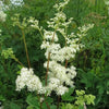 20 QUEEN of the MEADOW Filipendula Ulmaria Meadowsweet Native Prairie Fragrant White Flower Seeds