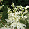 20 QUEEN of the MEADOW Filipendula Ulmaria Meadowsweet Native Prairie Fragrant White Flower Seeds