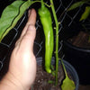 Organic Cow Horn Pepper Seeds